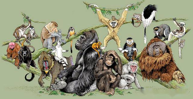 卷鼻猴和直鼻猴之间准确的进化关系,以及灵长类动物的起源地,尚未被