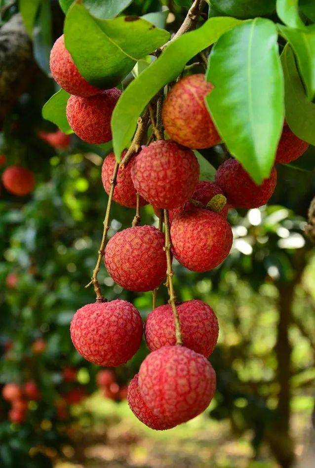 盼了一年的荔枝终于上市了!赶紧给家人尝尝鲜!