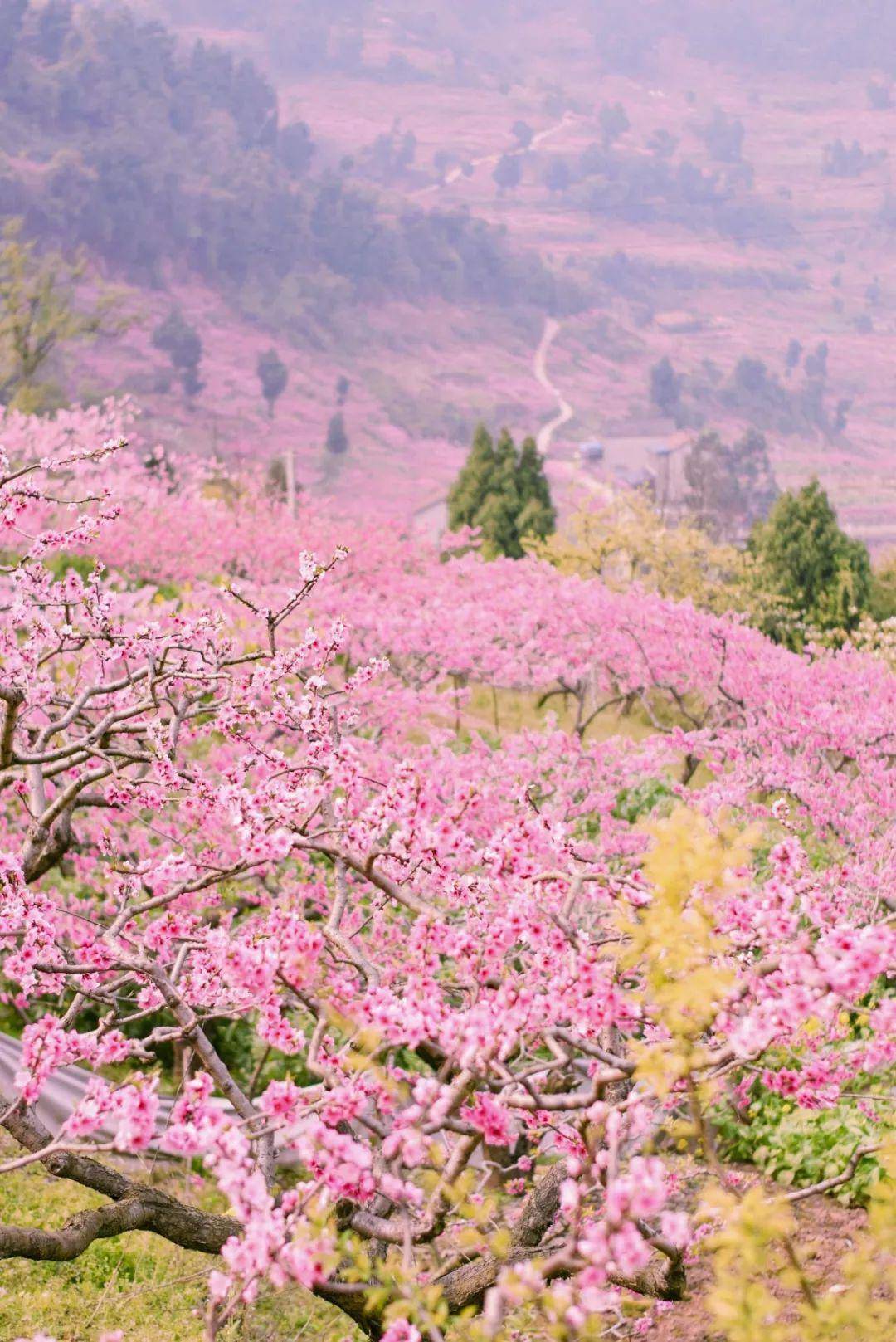 漫山遍野的桃花在3月齐齐盛开,变幻成一片粉色海洋,说这里是人间仙境