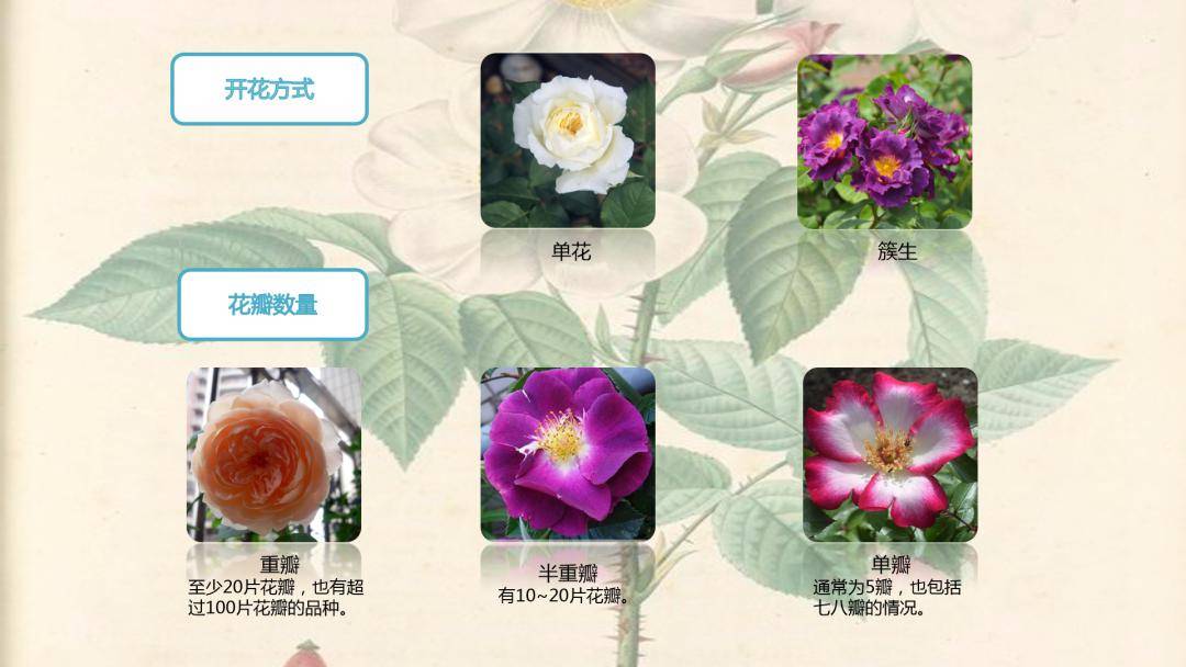 相聚云端空中课堂之魅力月季精彩绽放