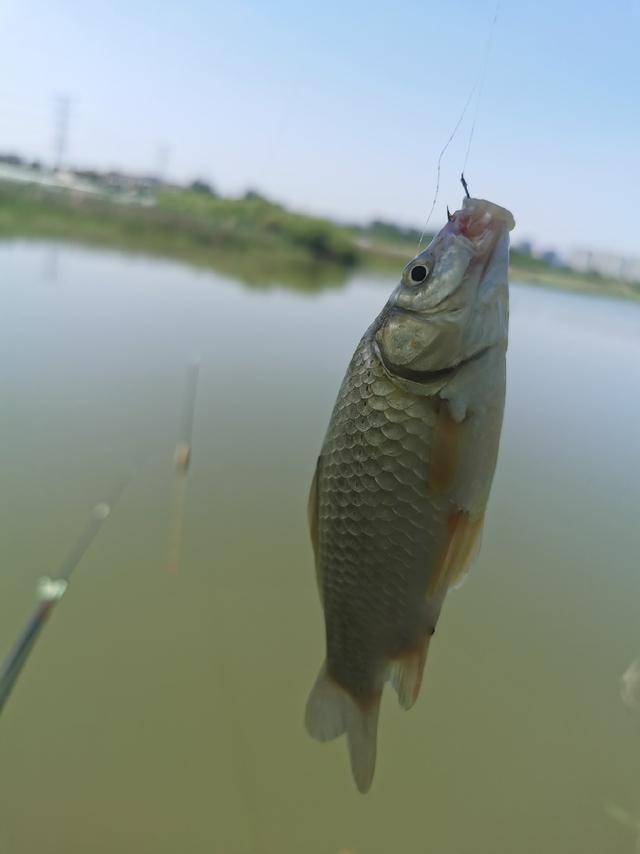 开竿七条鱼条条不一样