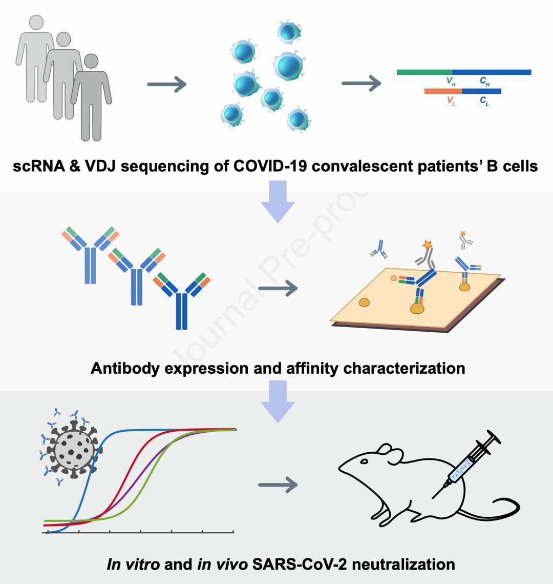 《细胞》:中国科学家发现治疗新冠强效药!
