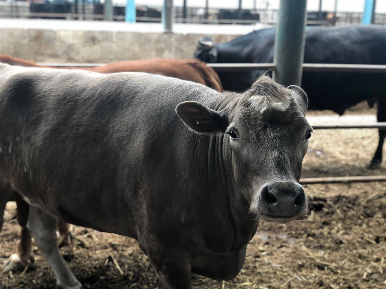 贵州凤冈黄牛变身致富牛