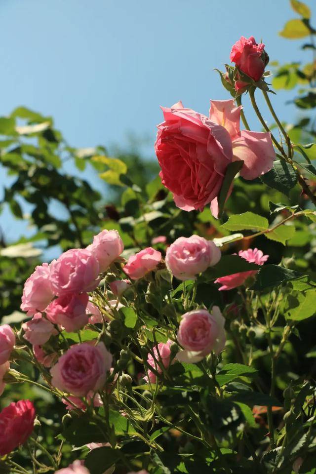 花海里赏景品茶,这里藏着5月最美的诗和远方!