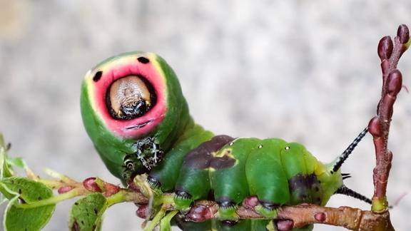 自然界最丑的毛毛虫亚洲很常见对农业危害特别大还不好捉