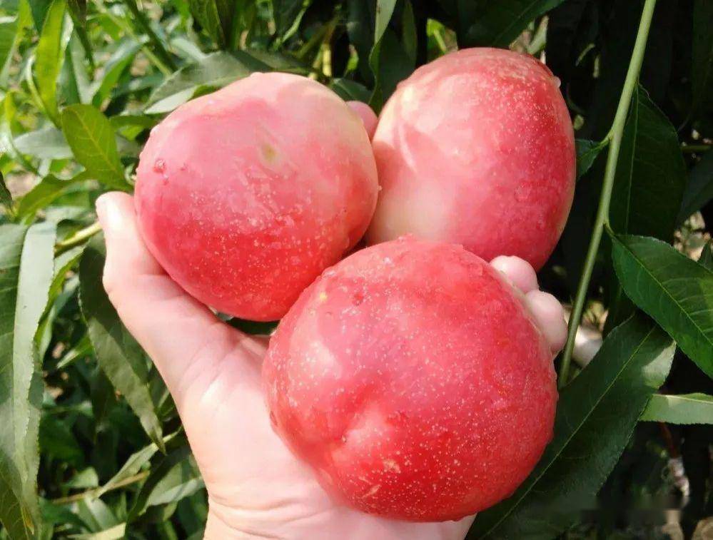 菏泽一采摘庄园的樱桃,油桃随你吃,赶紧安排!