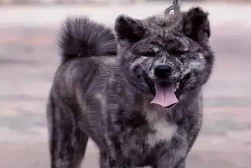 7大中国本土猛犬,每一种都超帅,不输美国比特犬