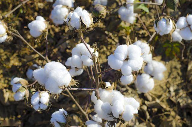 棉花種植過程中對病蟲害的防治措施從以下幾方面進行值得一看