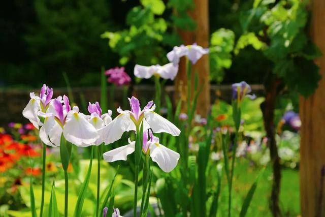 夏季花展开幕 彩虹女神 花菖蒲先来报道 品种