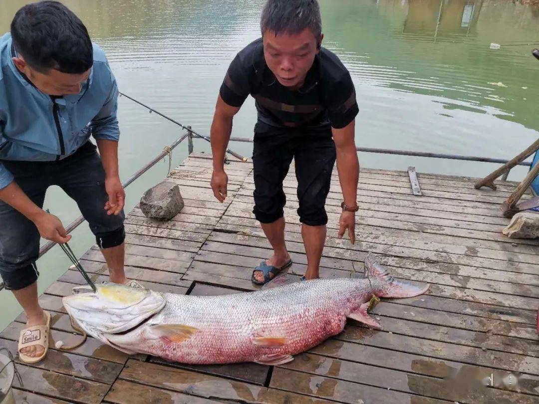 今早黔南出巨物76斤野生大鱤鱼被搏上岸