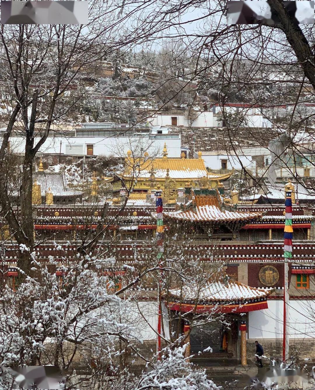 塔尔寺五月夏雪美极了