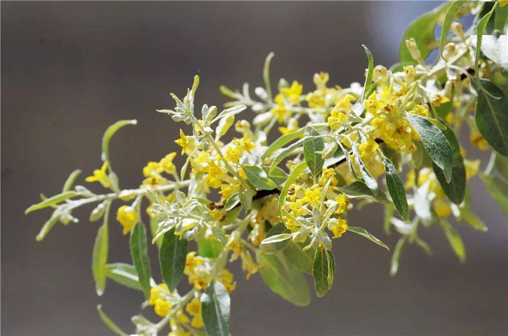 5月下旬的沙枣花正在盛开,闻着花香去旅游,或许是不错的体验!