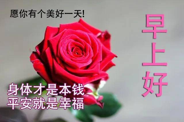 早晨好幸福暖心的问候表情图片5月漂亮好看的早上好美图鲜花带字