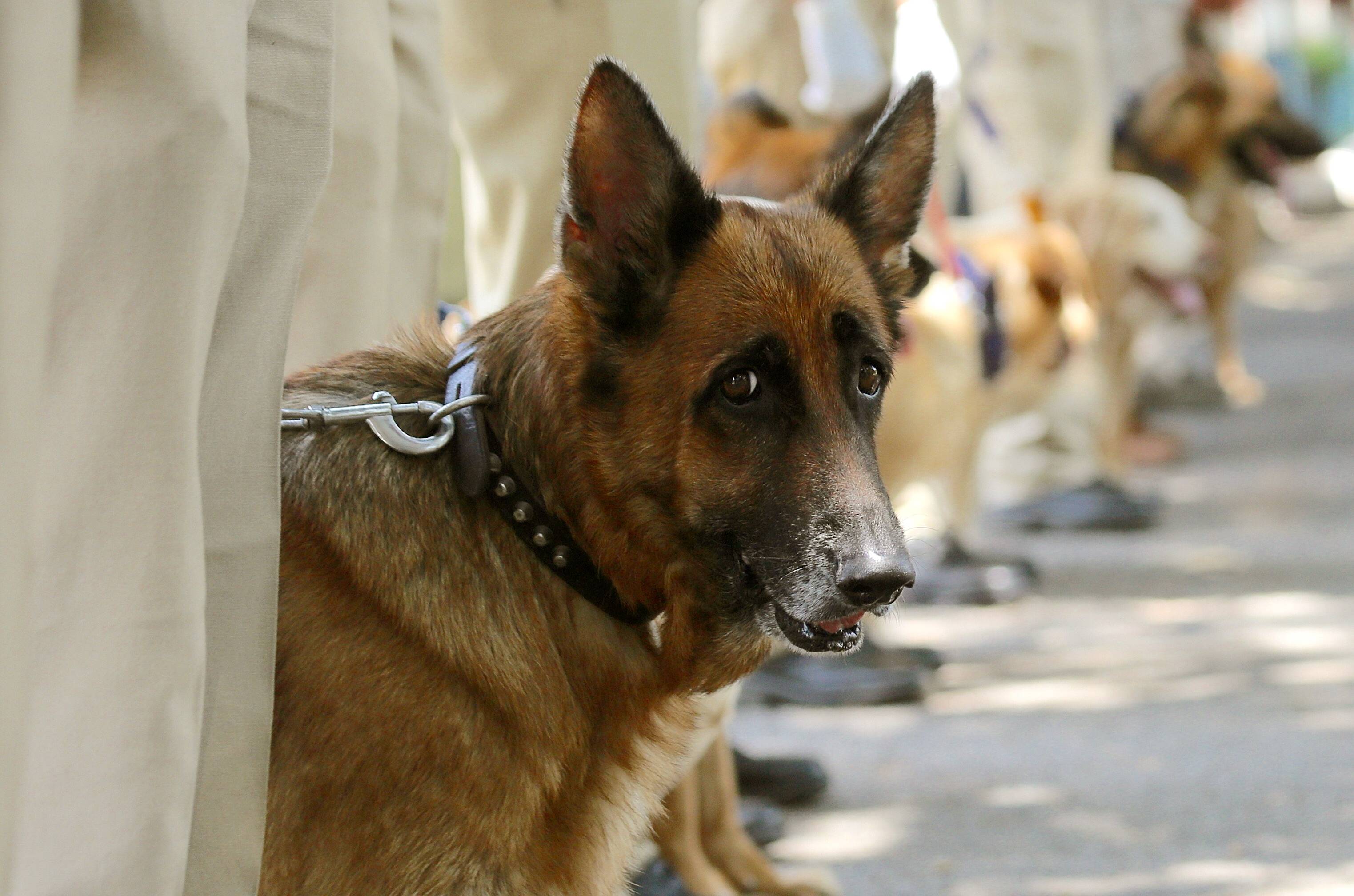 训练警犬