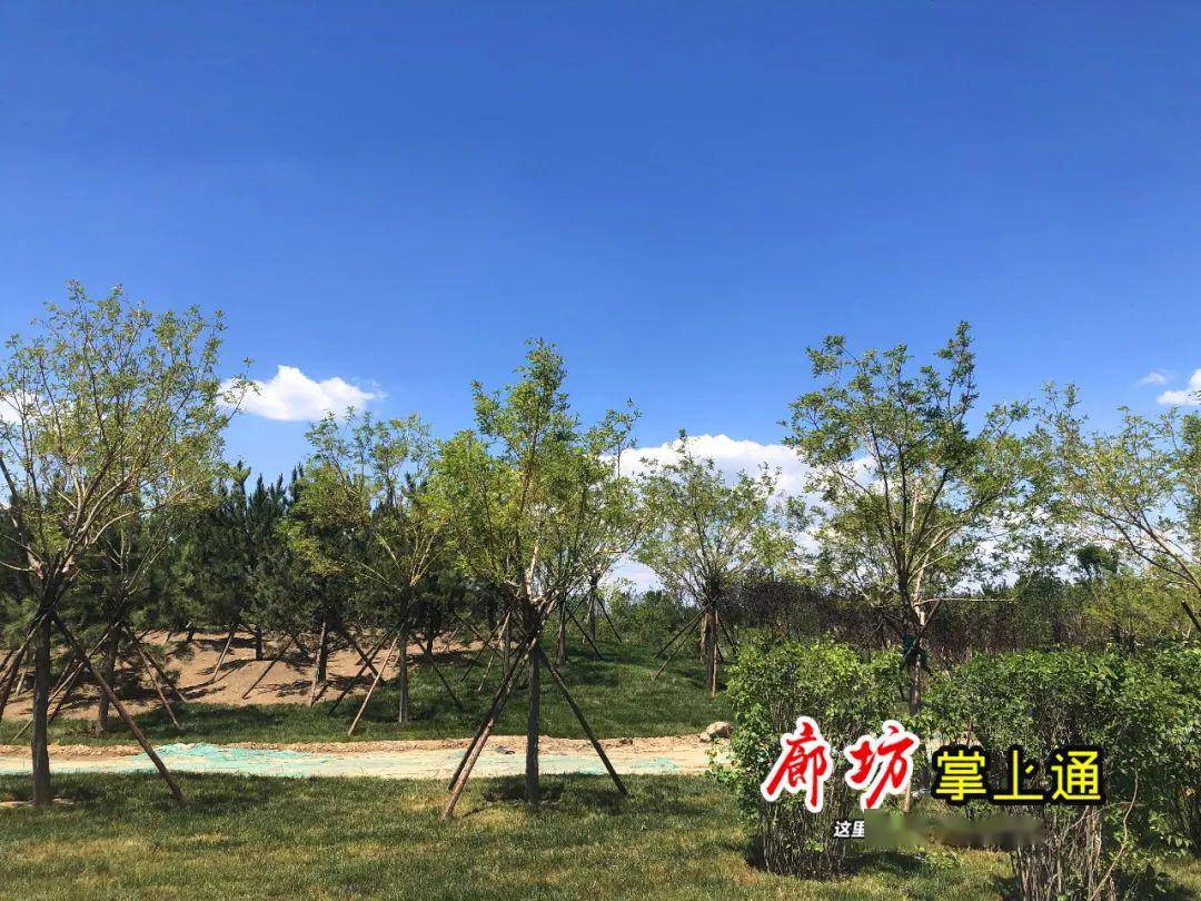 廊坊东部门户,美爆了!实拍建设中的朝阳森林公园