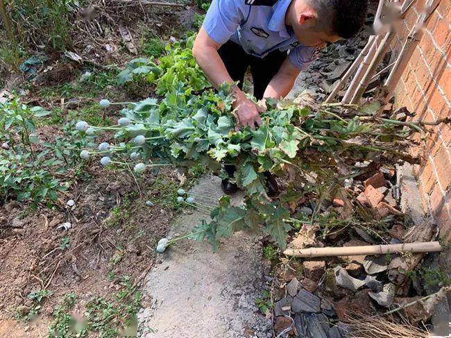 种毒违法,种毒必铲,种毒必究,广大市民如发现有人非法种植毒品原植物