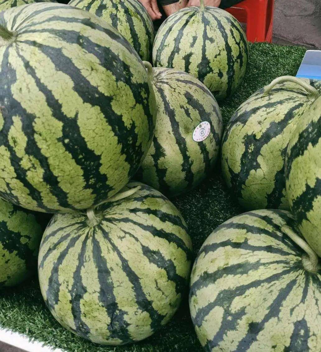 摘西瓜,吃西瓜,做游戏!这个周末必!需!去!