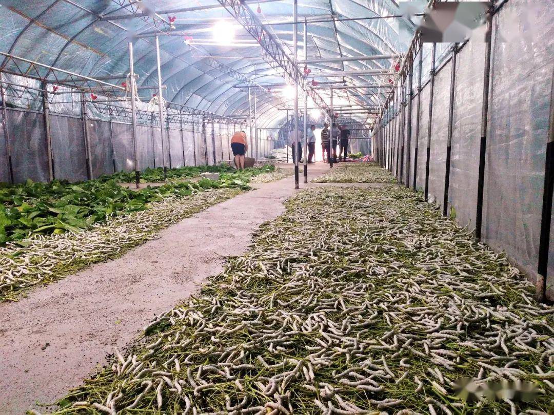 【走遍兴宾】七洞乡:青山绿水美如画,小桥流水百姓家!