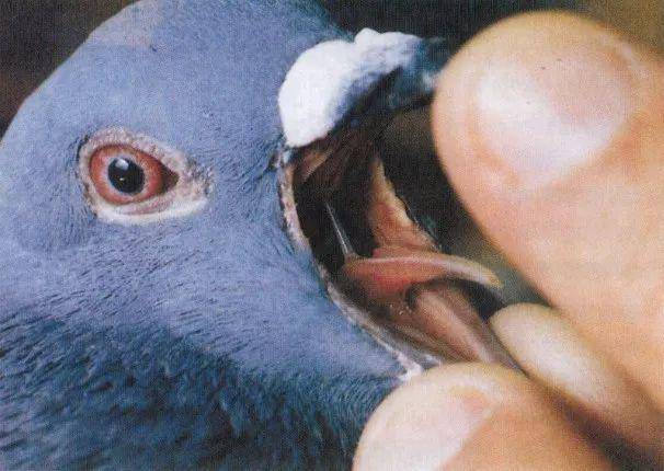 这些都暗示鸽子可能感染了微浆菌