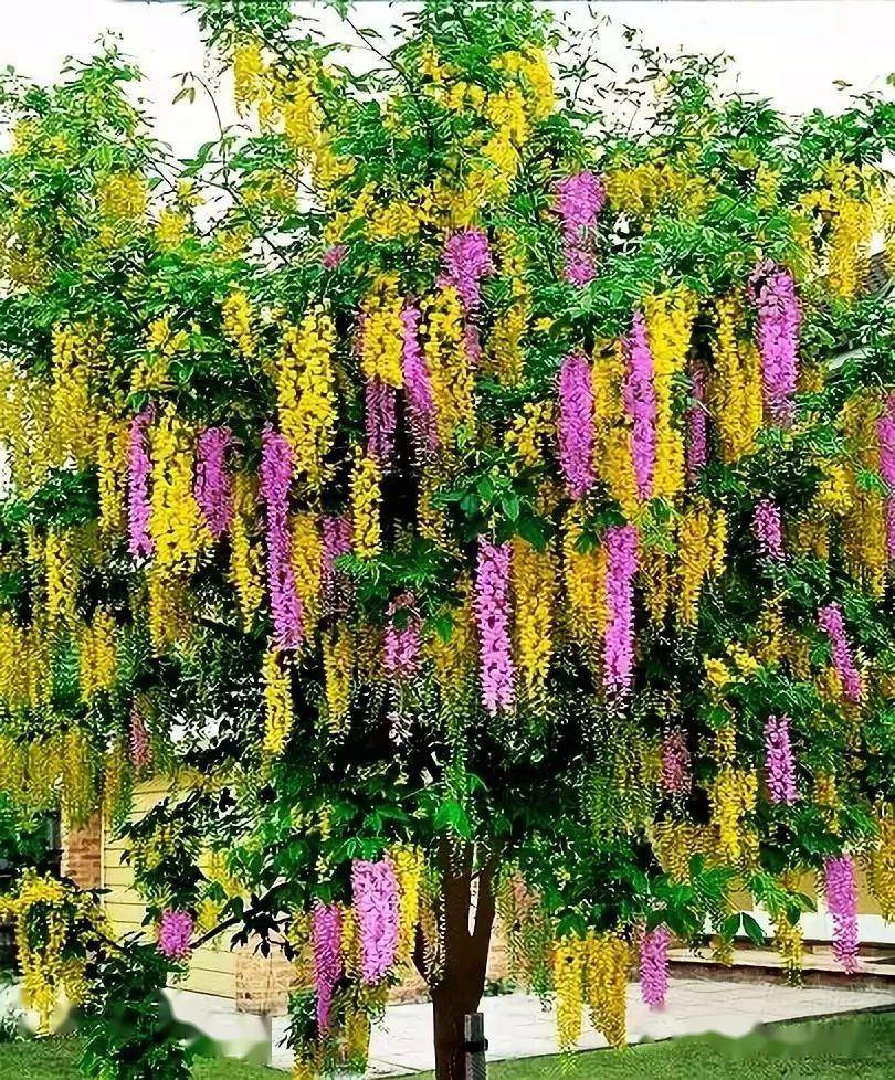 千年菩提树开花,见者得福啦!返回搜狐,查看更多