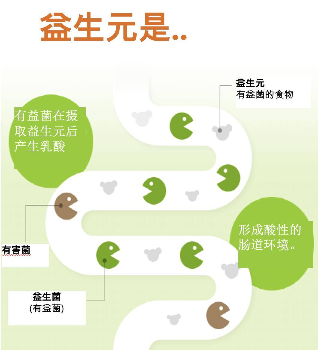 益生元8种植物膳食纤维促进有益菌增殖改善肠道健康