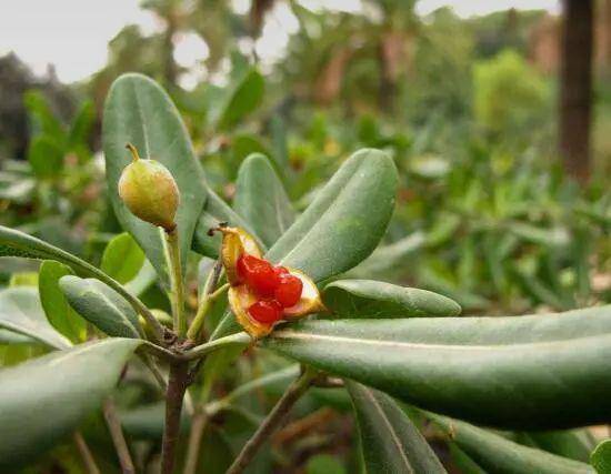 杜鹃花怎么过夏天,杜鹃花夏天怎么养护?