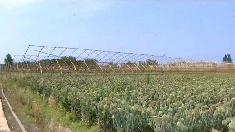 和刘秀枝不同的是,已脱贫户腾秀香除了务工,还将自家的耕地流转了5亩