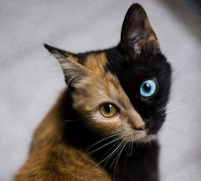 虹膜异色症双色瞳孔的波斯猫人