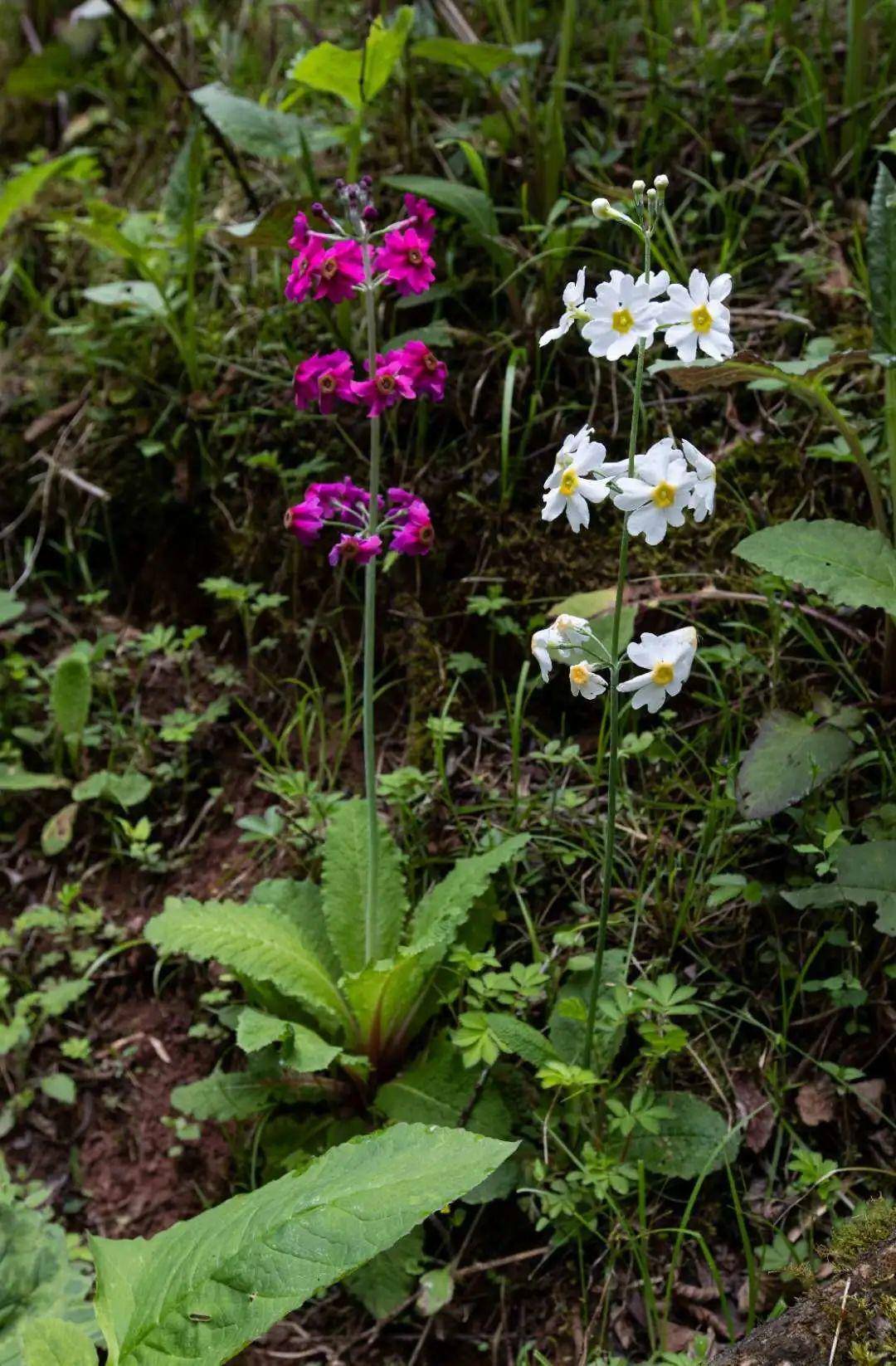 云赏花汉源桌子山粉背灯台报春花花开成海美若仙境