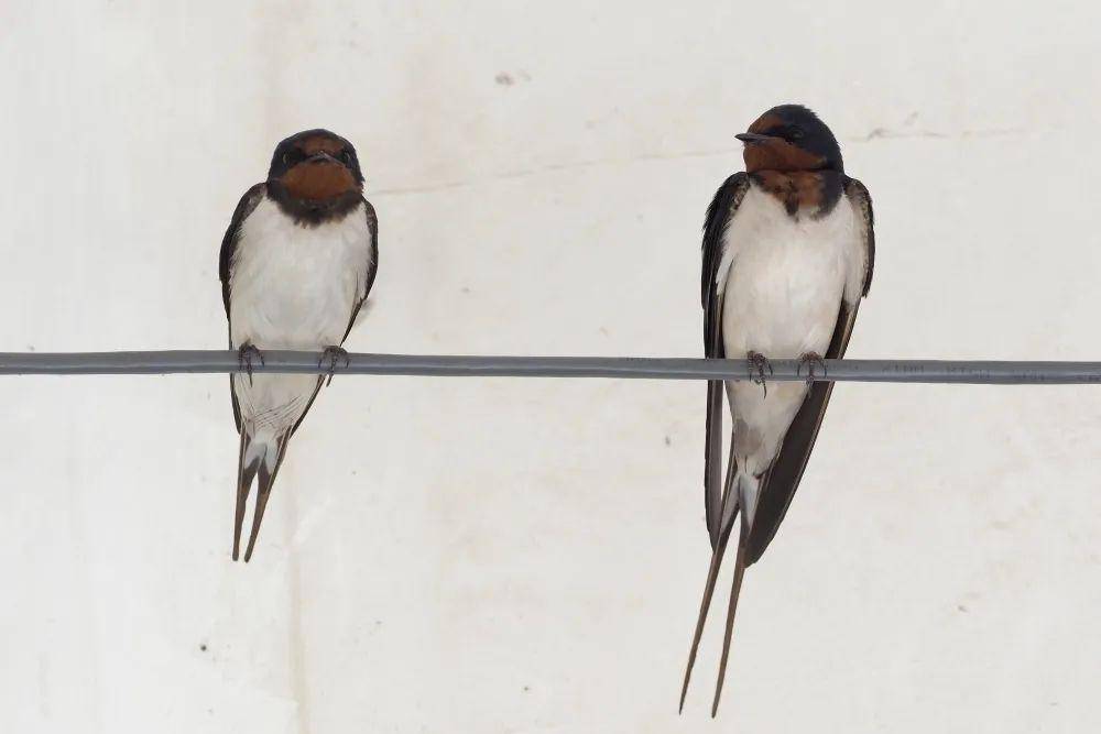 【活动通知】在线课堂:燕和雨燕的识别_手机搜狐网