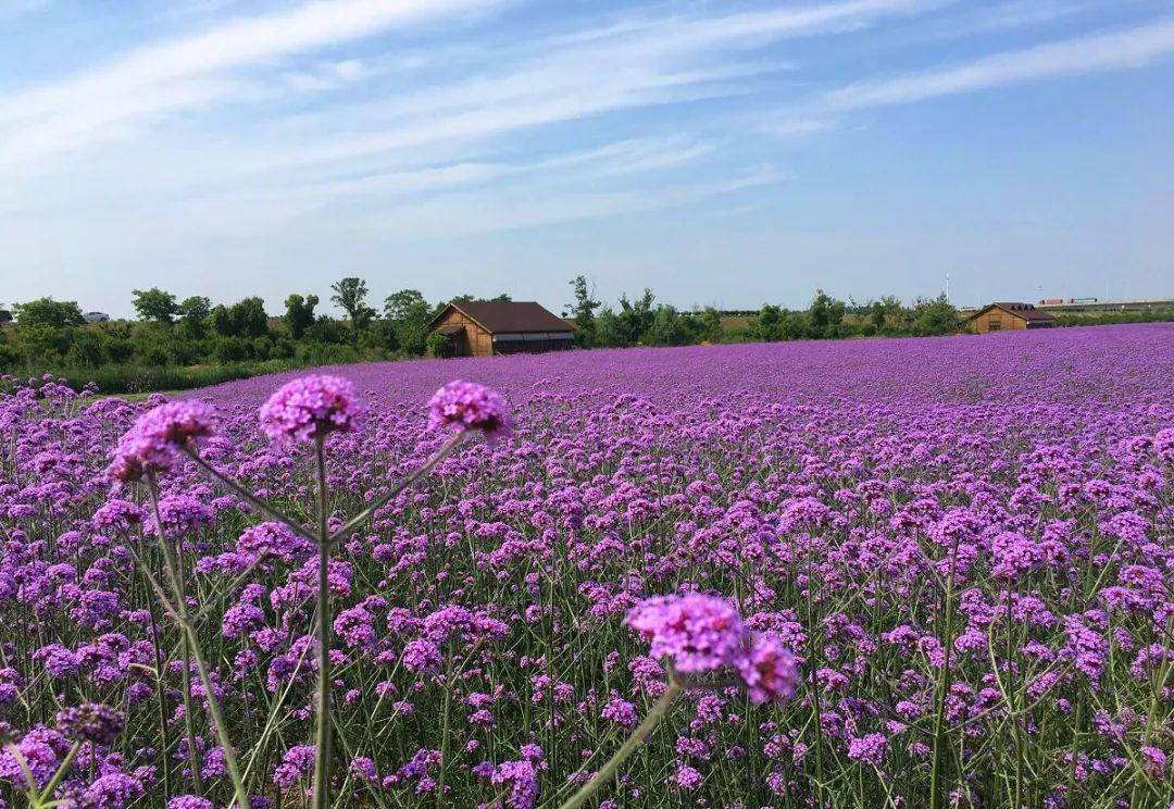 南京这里有一片紫色花海!_手机搜狐网
