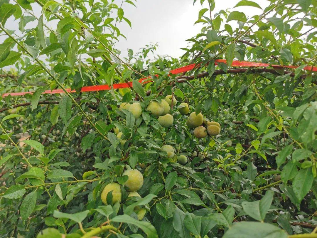 象头山下的三华李熟了