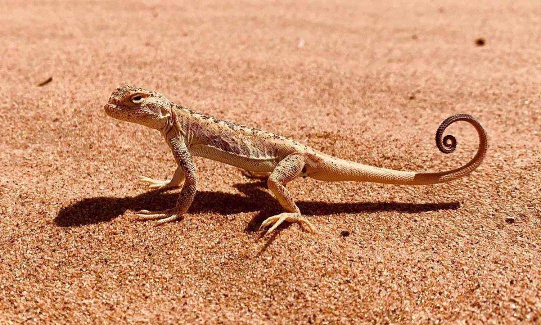沙漠上的四足动物图片