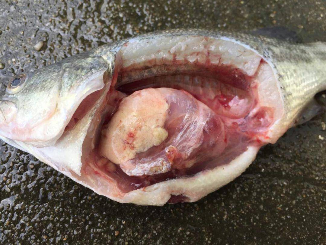 科学降低鲈鱼饵料系数