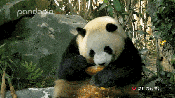 600_338gif 动态图 动图