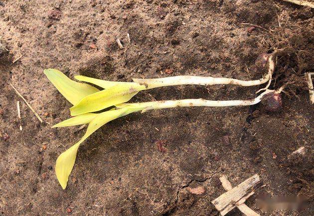 保证用药浓度)结合田间管理:及时铲趟,疏松土壤,改善玉米根部土壤孔隙