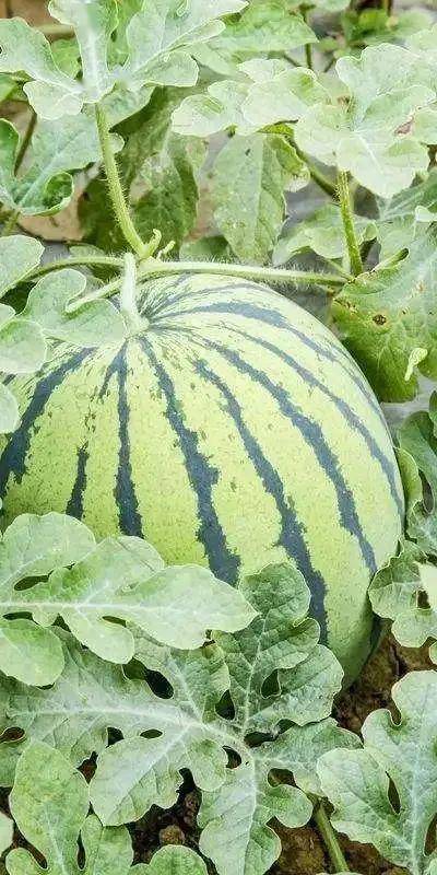 三十岗西瓜熟啦这里向你推荐13家时令蔬果采摘点