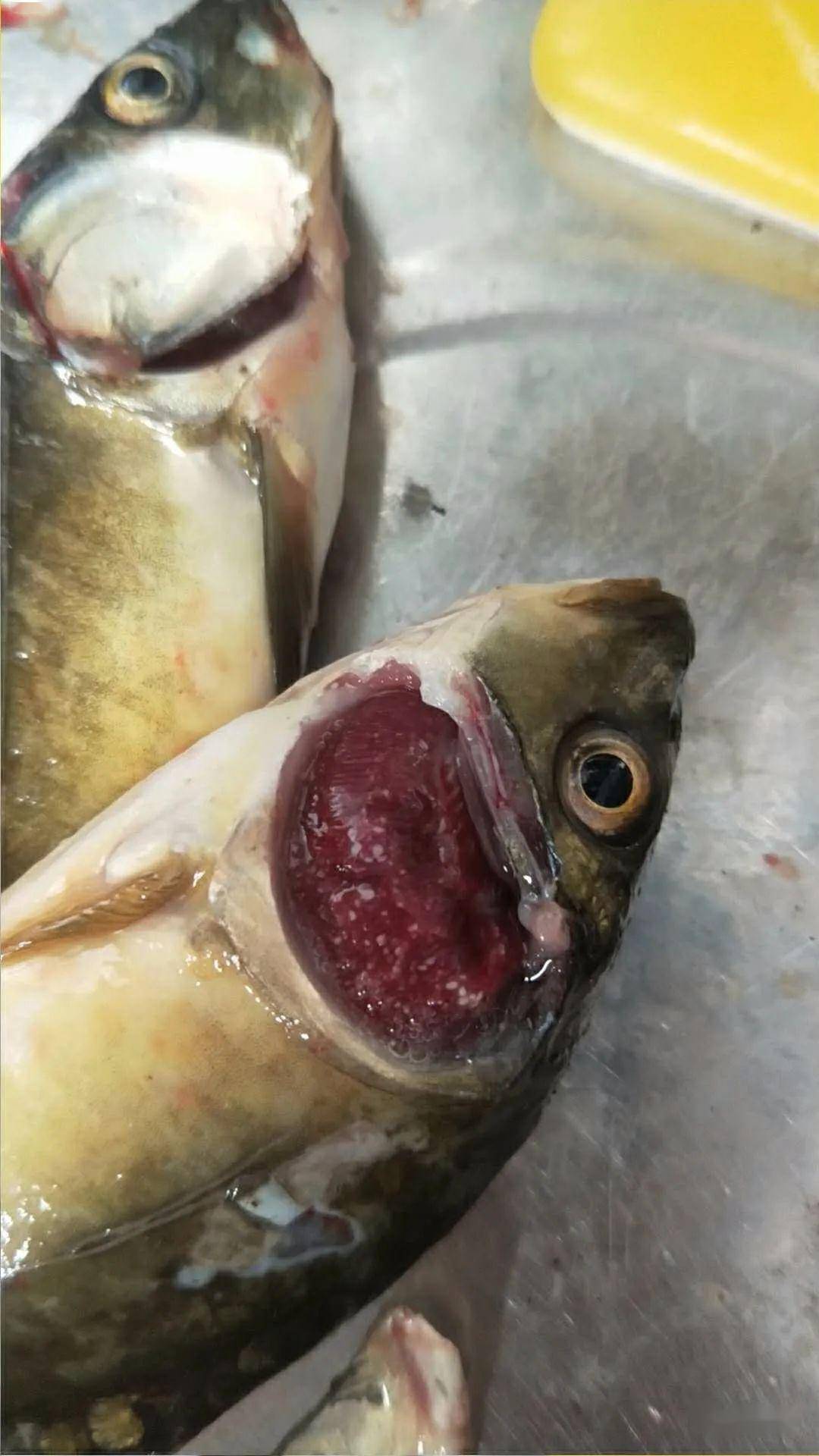 但现实中的情况是,孢子虫的种类除了上面的几