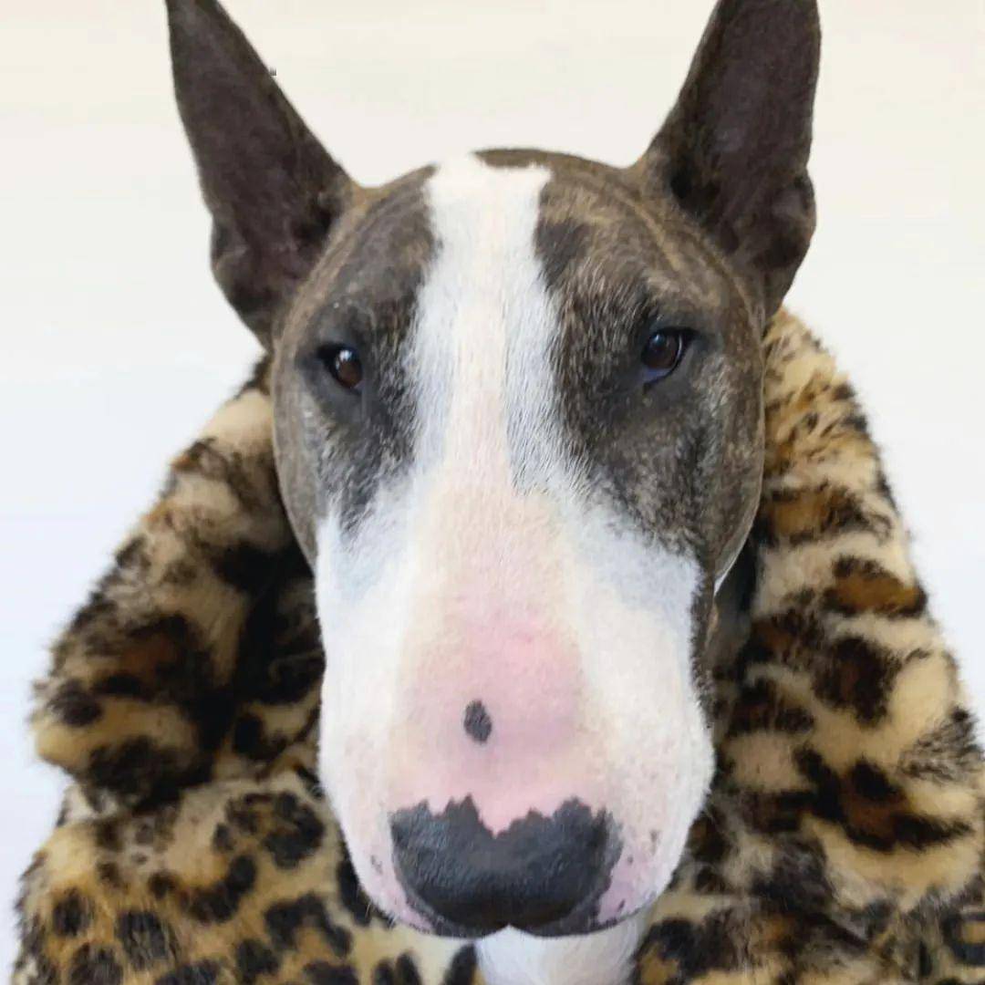 世界上没有丑狗,只有不会搭配的主人_bodhi