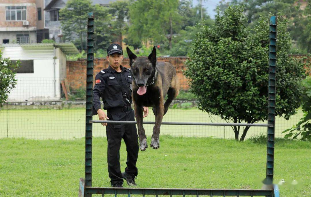 广西柳州:训导员警犬高温练兵