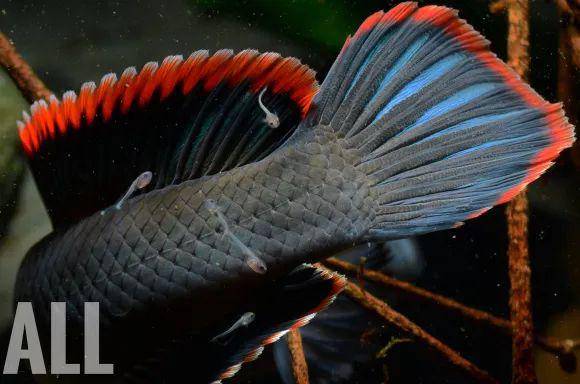 鳍红色美火背雷龙惊艳了