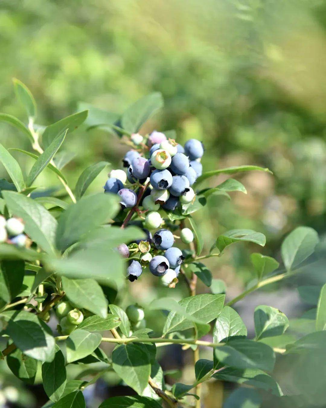 巢湖独特的地理优势,优质的生态环境,丰富的水热资源,均为蓝莓生长
