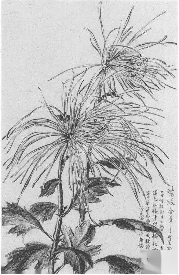 菊花,梅花等,其中的菊花写生稿为素描