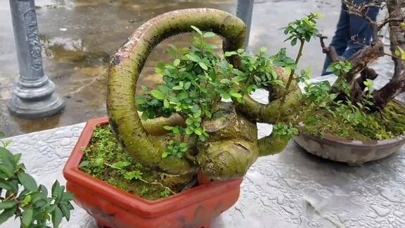 这盆盆景树桩造型很有特色拱形的树干制作不容易赏心悦目