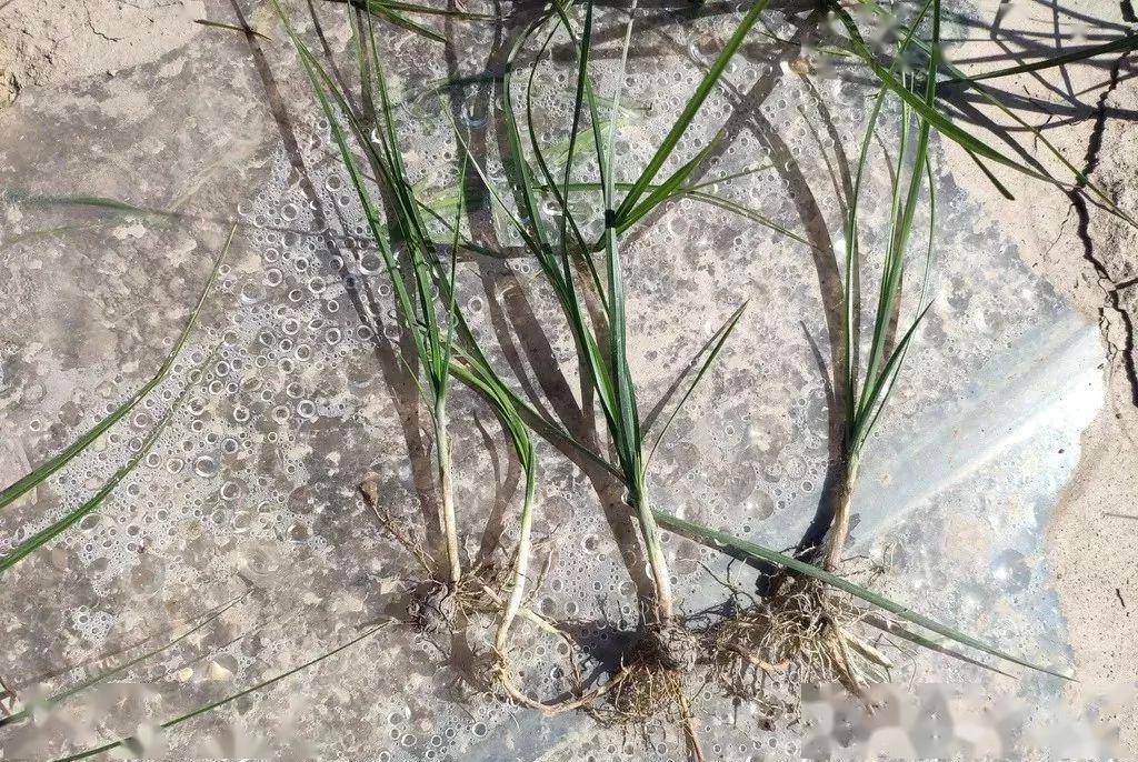 世界十大恶性杂草之首——香附子(三棱草)