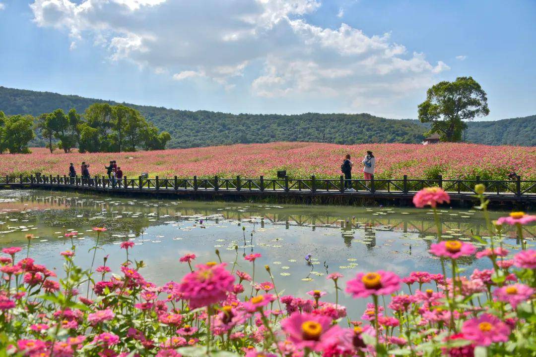 花期已定67月梵天花海赏花攻略这里全了