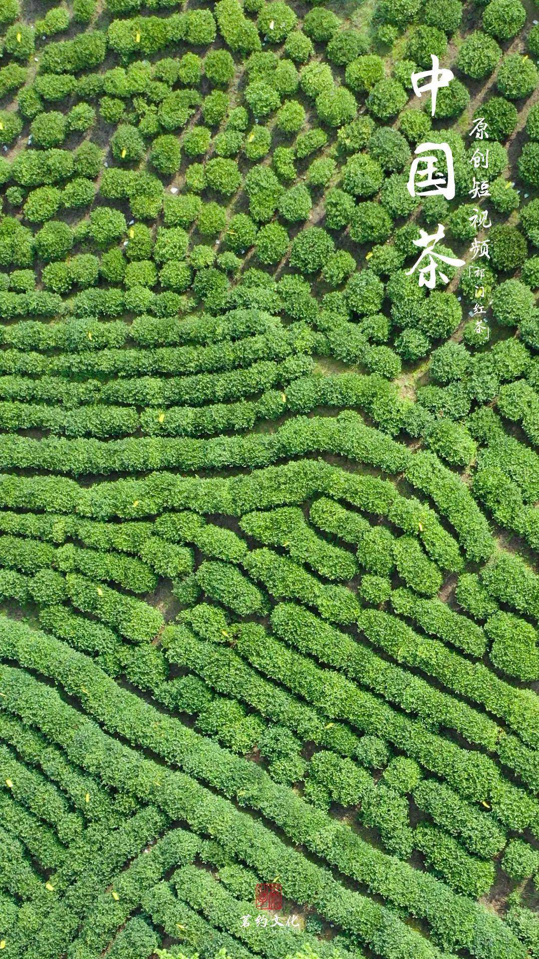 《中国茶》原创短视频预告篇 6月6日正式上线