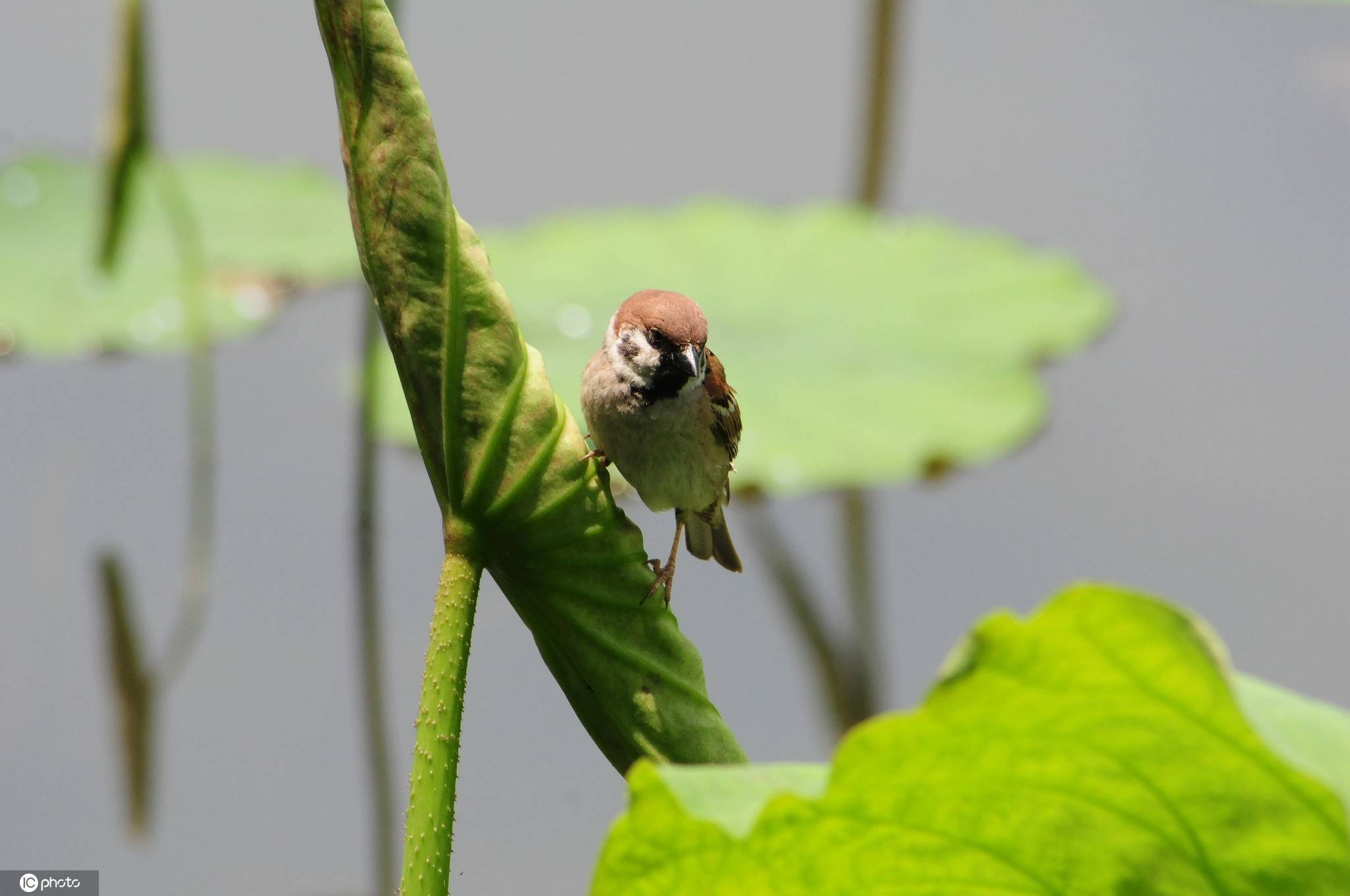 杭州西湖麻雀嬉戏觅食为荷塘增添情趣