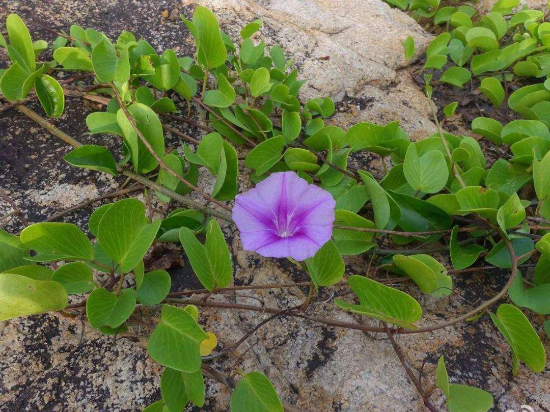 海边的喇叭花,肾叶打碗花