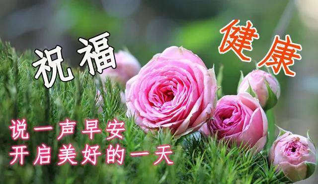 2020夏天問候早上好動態表情圖片鮮花帶字問候早晨好祝福語圖片